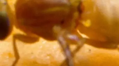 Fruit flies on an orange