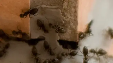How do you get rid of this plague?