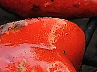 Vegetables on a grill