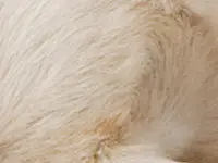 Dog laying atop outdoor cushions