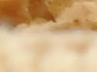 Sea Sponges