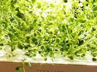 The Click and Grow sits on a kitchen table