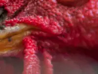 Now that's a chicken.