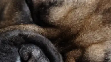 How to get pet hair out of your house without harsh chemicals