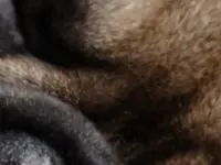How to get pet hair out of your house without harsh chemicals