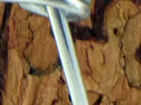 Champagne cork