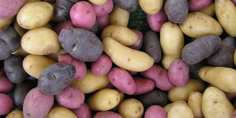 A whole bunch of potatoes