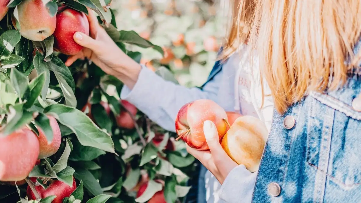 Kitchen tools for apple picking season - Reviewed