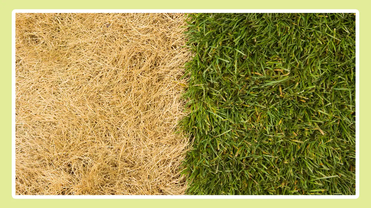How to revive dead grass after a drought - Reviewed