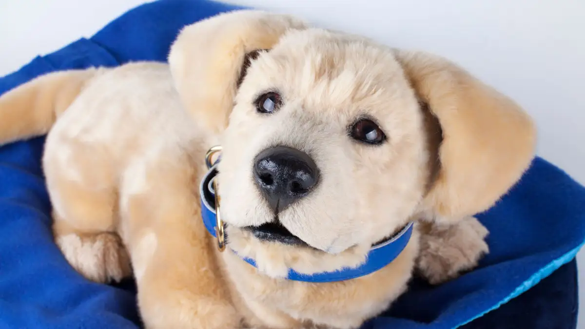 The TomBot Jennie robotic Labrador retriever puppy draws crowds at CES ...