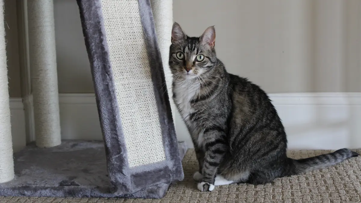 Frisco Cat Tree and Condo review: This one product got my cat to stop  clawing the couch - Reviewed