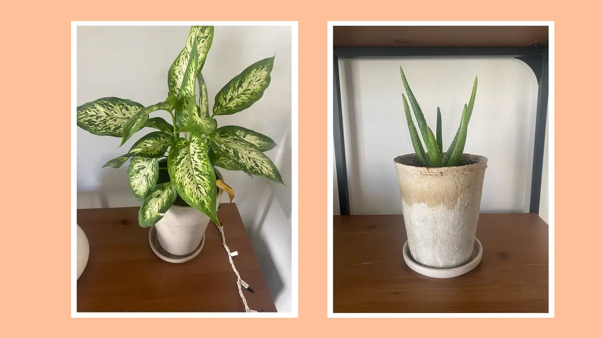 Costa Farms review: Are these Amazon plants worth it? - Reviewed