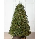 Product image of Balsam Hill Fraser Fir with Candlelight Clear LED, 7.5'