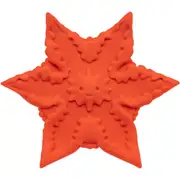 Product image of CLF Starsi