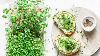 How to grow microgreens and sprouts at home