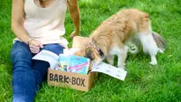 Bark box cute dog head inside