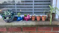 Succulent Studios plant delivery service