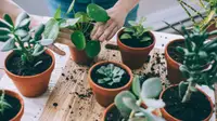 This person potting succulents could be considering the best online plant nursery.