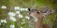 A young deer eating some white flowers