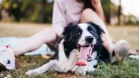 A black and white dog sticks out its tongue as its sits in a grassy park with its owner sitting nearby