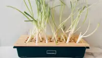 A green onion kit filled with sprightly, long green onions that have full regrown from the bulbs.
