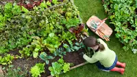 Person on hands and knees in garden tending to raised garden beds outdoors.