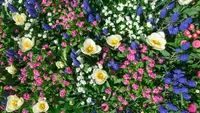 An assortment of colorful flowers in a flower bed.