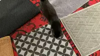 A black cat walks across cat litter mats.