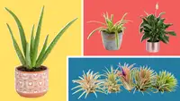 Assorted potted plants with large green leaves coming out of soil.