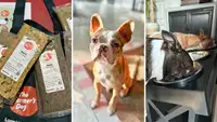 The Farmer's Dog review: My dogs put this fresh dog food to the test