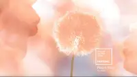 Peach dandelions and clouds