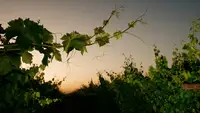 Grape vines are photographed against the golden light of a California sky at dawn.