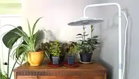Sansi LED 100W Tall Standing Grow Light over four different green plants sitting on a wooden dresser in front of a white wall.