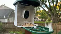 Harymor Q8 Smart Birdfeeder showing birdseed and green landing area in a backyard with a wooden fence.