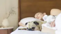 A dog cozy in bed