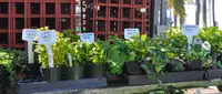 Herb garden