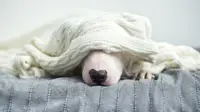 Best weighted blankets