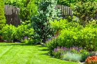 Lush garden in the sun