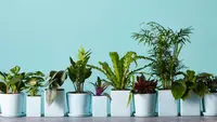 Plants