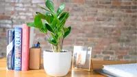 A ZZ plant in a grey pot sitting on a desk with books.