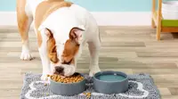 A dog eats from a bowl of food