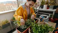 Container gardening on a balcony