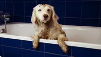 Muddy dog in bath tub