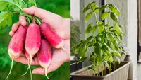 Radish and basil