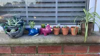 Succulent Studios plant delivery service
