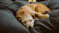 Reviewed's 2020 Best of Year: Pets