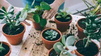 This person potting succulents could be considering the best online plant nursery.