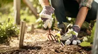 Someone is kneeling in a garden, wearing gardening gloves, and working at the soil with a gardening fork.