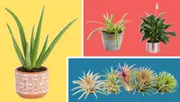 Assorted potted plants with large green leaves coming out of soil.