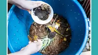 A person holding a bowl with compost in it, above a blue bucket of compost.
